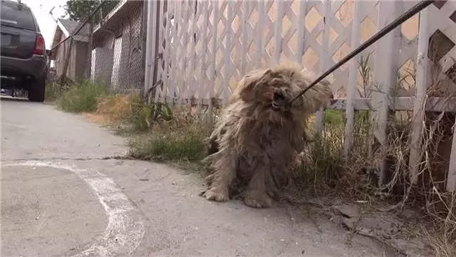 流浪狗狗對人類恐懼,以為被抓後會遭遇毒手,當志工撫摸它的反應讓人流淚