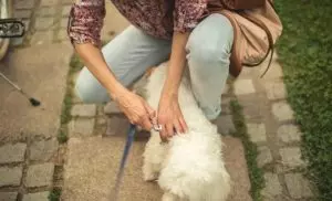 7個說明狗狗信任你的現象,說明它信任你,快看你家毛孩子有沒有