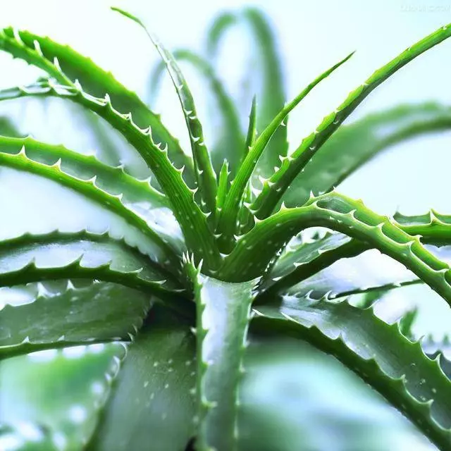 家有蘆薈的有福了,這八個藥理作用太厲害了,用過的都說好