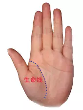 男左女右,教你手相看命,很準!