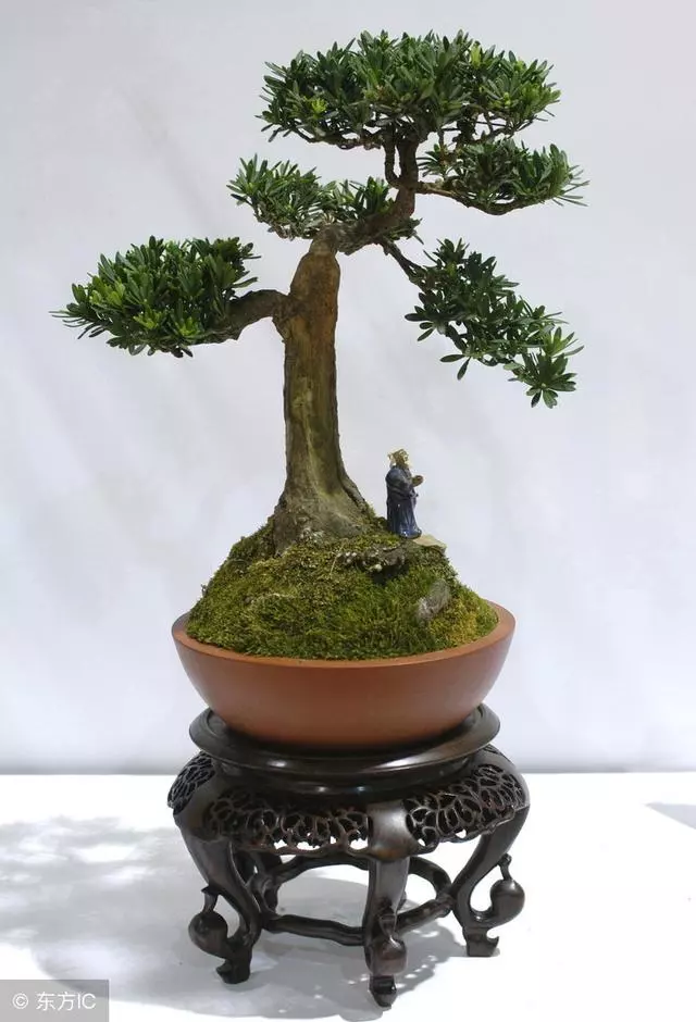 盆景植料的選擇和配製