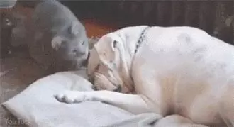 狗狗自從生病之後,家貓就一直盯著它看,接下來的行為主人看哭了