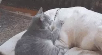 狗狗自從生病之後,家貓就一直盯著它看,接下來的行為主人看哭了
