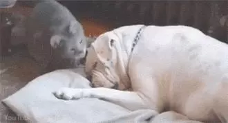 狗狗自從生病之後,家貓就一直盯著它看,接下來的行為主人看哭了