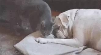 狗狗自從生病之後,家貓就一直盯著它看,接下來的行為主人看哭了