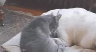 狗狗自從生病之後,家貓就一直盯著它看,接下來的行為主人看哭了