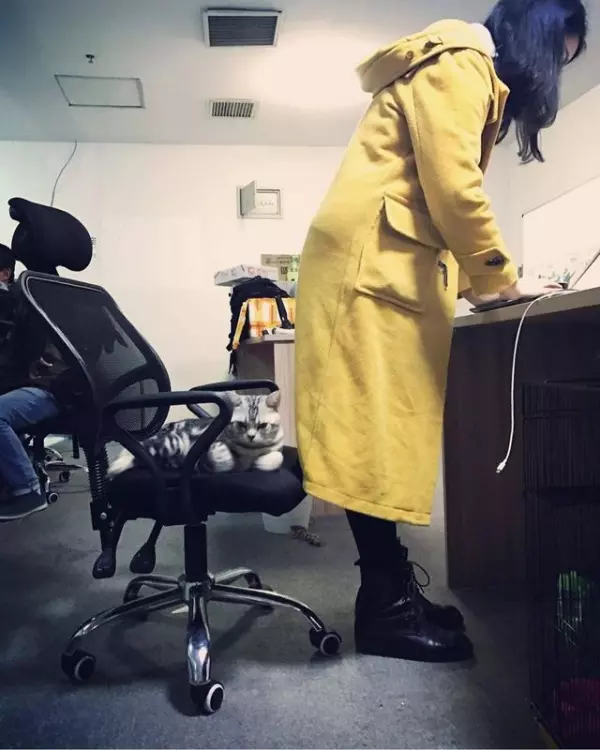 一群白領在辦公室養了一隻貓 每天早上貓都要挨個打招呼問好