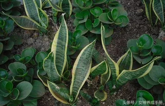 考眼力:這堆石頭藏了三個人,難道你只看到了兩個?