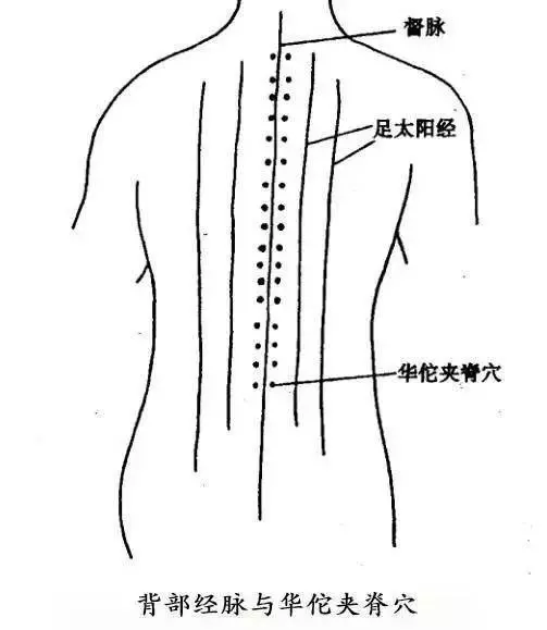 華佗夾脊穴與背俞穴有哪些不同?該如何定位?