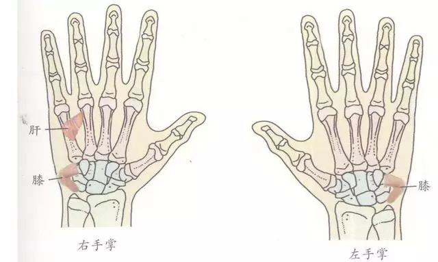 膝關節痛、屈伸困難？按這幾個手足反射區有效果