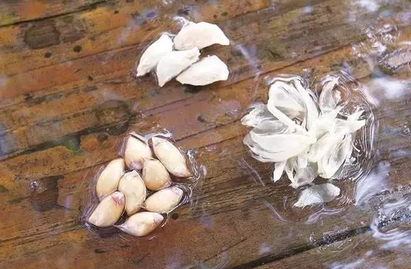 這3種水果吃完別扔了,放盆裡泡下7天就發芽,一個月盆栽美不勝收