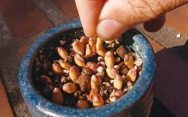 這3種水果吃完別扔了,放盆裡泡下7天就發芽,一個月盆栽美不勝收