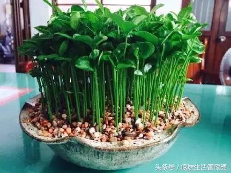 這3種水果吃完別扔了,放盆裡泡下7天就發芽,一個月盆栽美不勝收