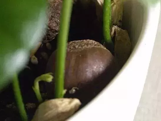 這3種水果吃完別扔了,放盆裡泡下7天就發芽,一個月盆栽美不勝收
