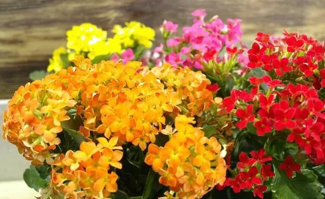 農曆新年期間,家裡最適合擺這7種花,不僅漂亮,還能招財添運