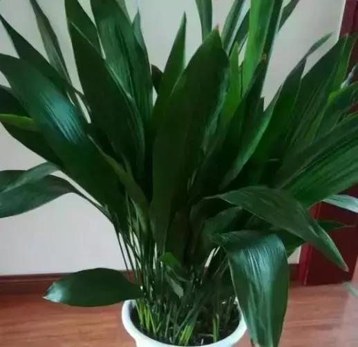 農曆新年期間,家裡最適合擺這7種花,不僅漂亮,還能招財添運