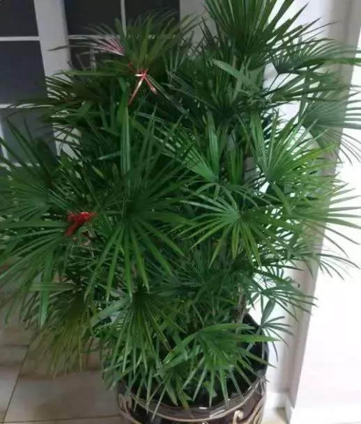 農曆新年期間,家裡最適合擺這7種花,不僅漂亮,還能招財添運