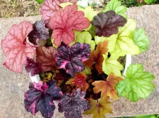 農曆新年期間,家裡最適合擺這7種花,不僅漂亮,還能招財添運
