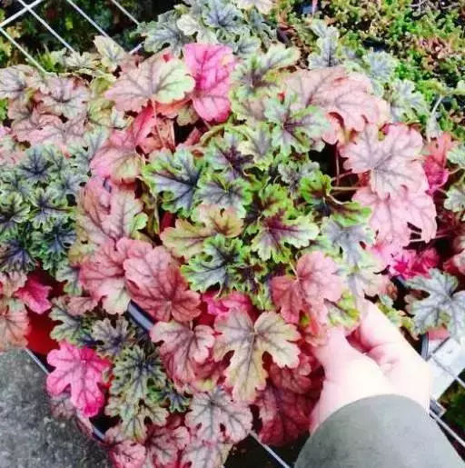 農曆新年期間,家裡最適合擺這7種花,不僅漂亮,還能招財添運