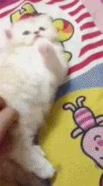 貓咪發現自己的貓爬架被拆了後,一臉苦悶,朕的豪宅沒了,哪表情實在太經典了