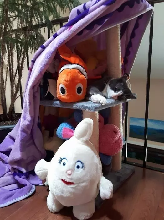小惡魔進化版!惡搞家中寵物,牠們無辜的表情真的太療癒了!笑噴