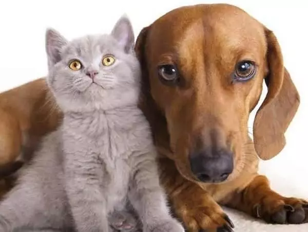 早上聽到愛犬在家中院子叫的很慘烈,主人急忙趕到院子,看到這一幕竟哈哈大笑!