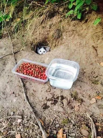 主人無奈地表示,最近每次做飯,家裡的貓咪都用這種眼神拷問他罐罐勒...壓力真的好大