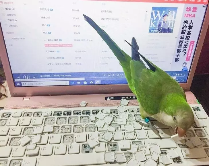 20張「讓你不禁同情他們」的超級悲劇照 被蜘蛛網搞到崩潰的貓皇!