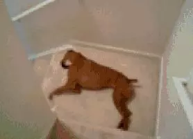 狗狗關節病到底有多嚴重?七大症狀讀懂關節病