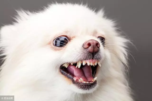 狗狗關節病到底有多嚴重?七大症狀讀懂關節病