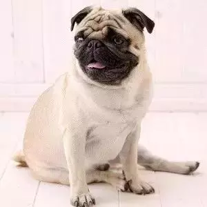 狗狗關節病到底有多嚴重?七大症狀讀懂關節病