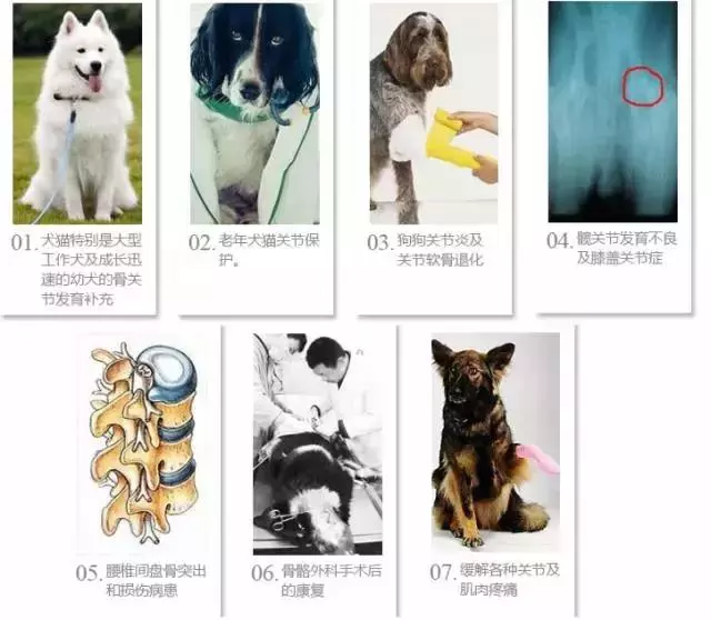 狗狗關節病到底有多嚴重?七大症狀讀懂關節病