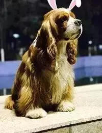 狗狗關節病到底有多嚴重?七大症狀讀懂關節病