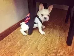 狗狗關節病到底有多嚴重?七大症狀讀懂關節病