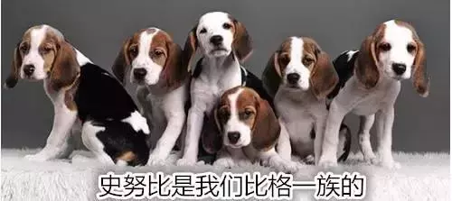 你只知道它就是「史努比」,卻不知它是歷經苦難的實驗犬
