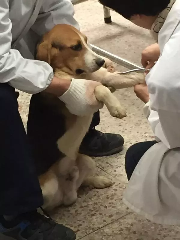 你只知道它就是「史努比」,卻不知它是歷經苦難的實驗犬