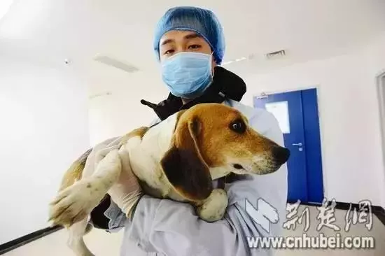 你只知道它就是「史努比」,卻不知它是歷經苦難的實驗犬