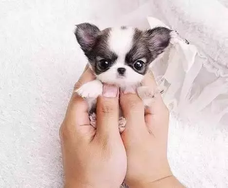 茶杯犬可愛的背後,它的故事卻沒那麼美好