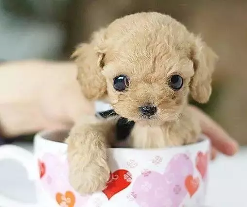 茶杯犬可愛的背後,它的故事卻沒那麼美好