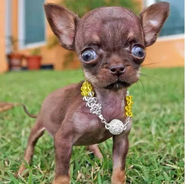 茶杯犬可愛的背後,它的故事卻沒那麼美好