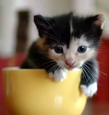 茶杯犬可愛的背後,它的故事卻沒那麼美好