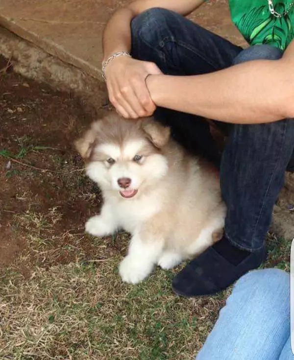 主人領養「軟萌毛團」以為是小型犬 長大後好崩潰:根本抱不動R~