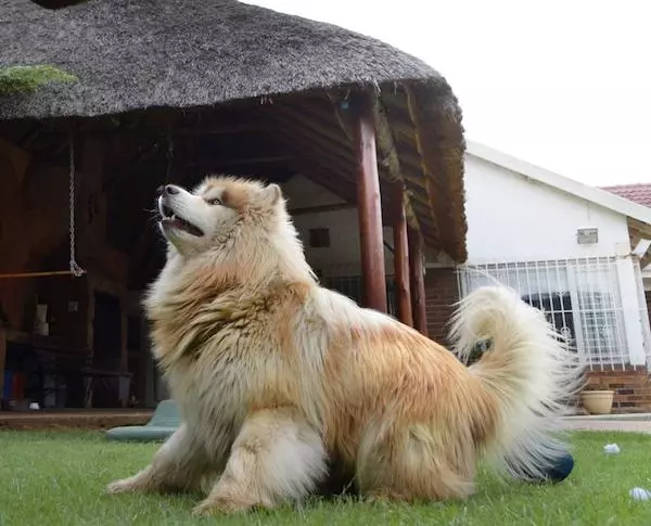 主人領養「軟萌毛團」以為是小型犬 長大後好崩潰:根本抱不動R~