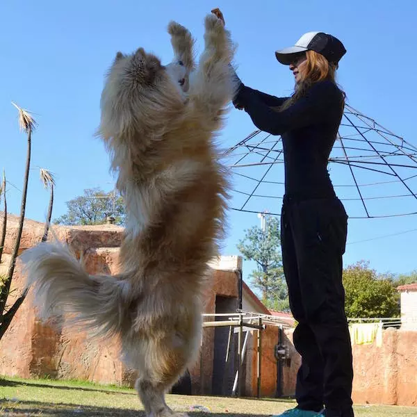 主人領養「軟萌毛團」以為是小型犬 長大後好崩潰:根本抱不動R~