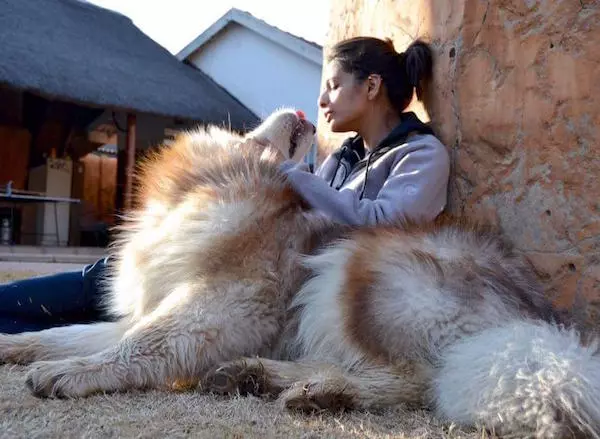 主人領養「軟萌毛團」以為是小型犬 長大後好崩潰:根本抱不動R~
