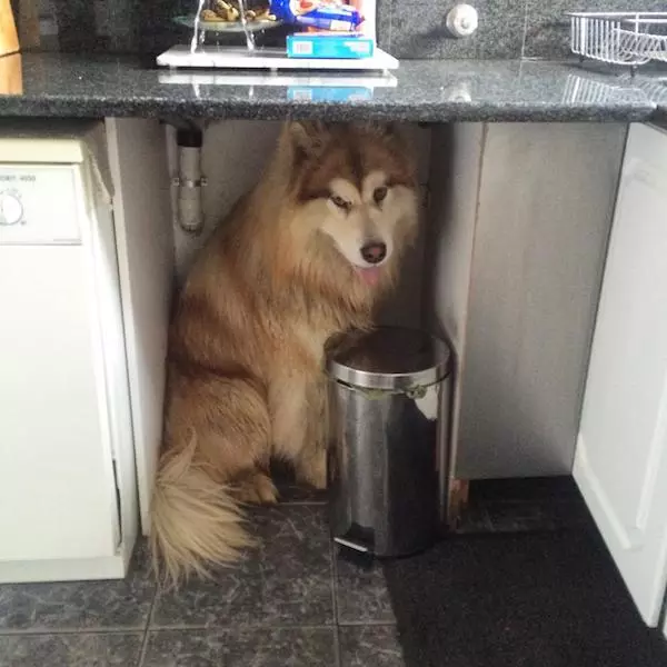 主人領養「軟萌毛團」以為是小型犬 長大後好崩潰:根本抱不動R~