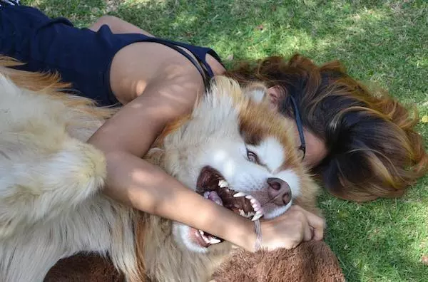 主人領養「軟萌毛團」以為是小型犬 長大後好崩潰:根本抱不動R~