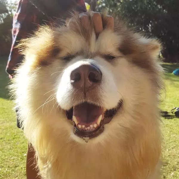 主人領養「軟萌毛團」以為是小型犬 長大後好崩潰:根本抱不動R~