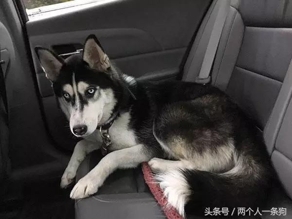 開車門看到哈士奇「乖巧坐后座」 他下秒回神:我根本沒養狗啊!