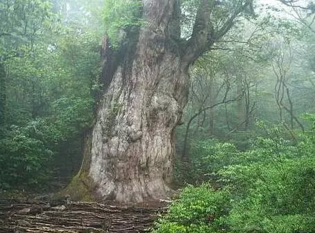 世界上最古老的10大古樹!第一活了9500歲,第七名在臺灣!